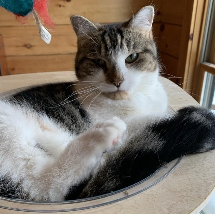 Jelly, a Adoptable Tabby in Hawley, PA image 2/6