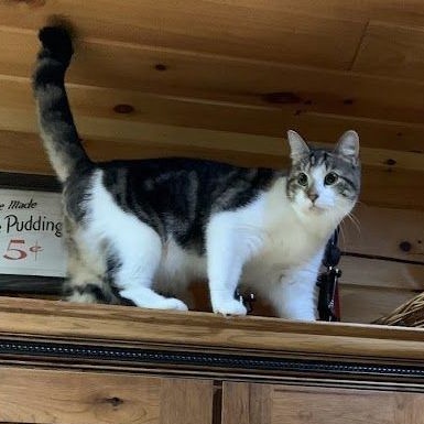 Jelly, a Adoptable Tabby in Hawley, PA image 6/6