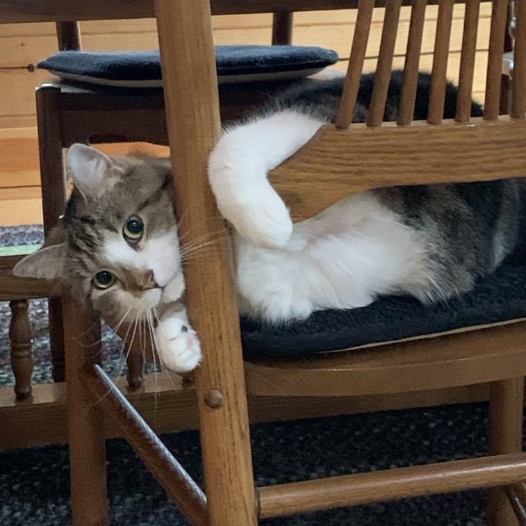 Jelly, a Adoptable Tabby in Hawley, PA image 1/6