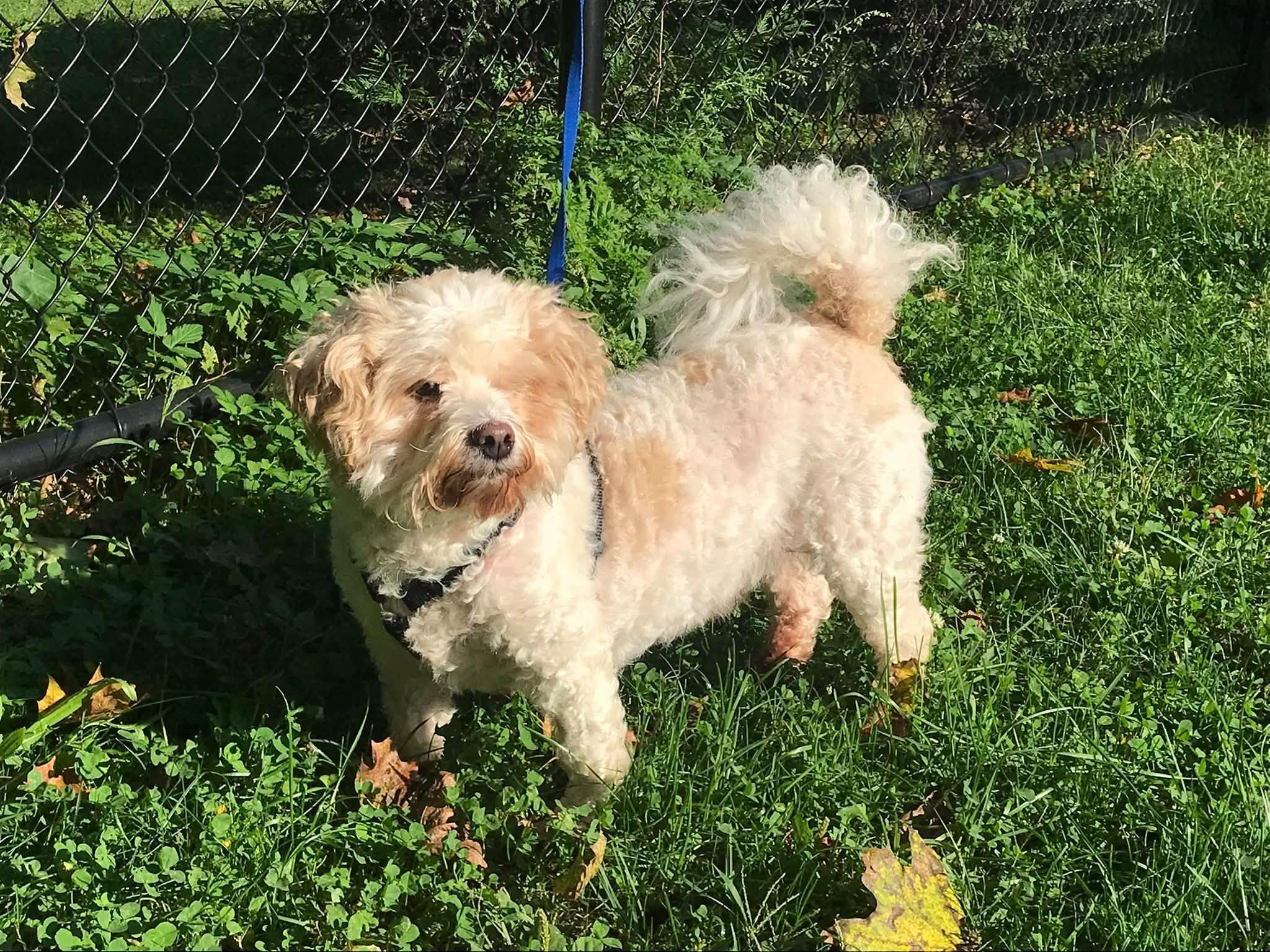 Max, Adoptable, Adult Male Miniature Poodle.