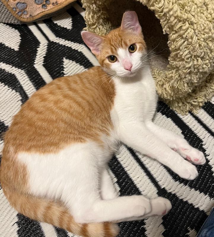 Obi, Adoptable, Young Male Domestic Short Hair & Tabby.