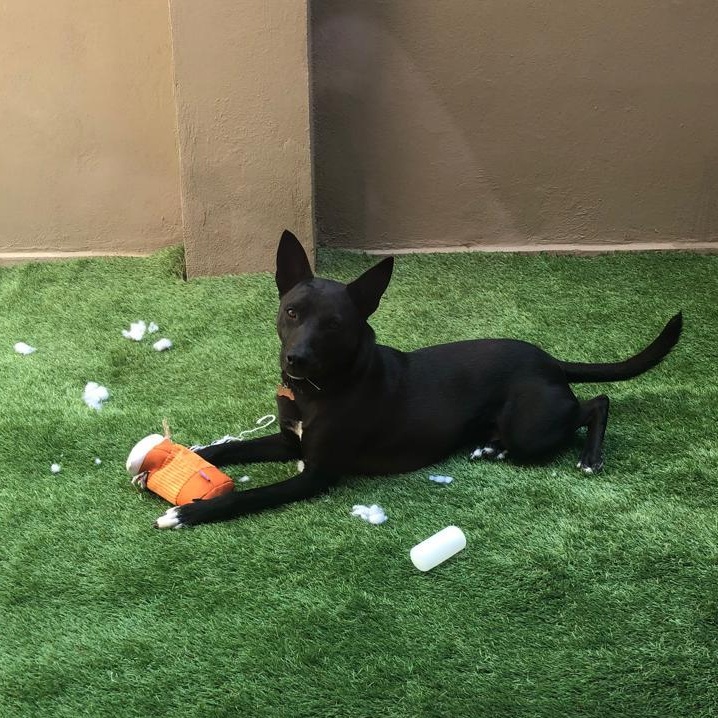 Paco Wong, Adoptable, Young Male Mixed Breed & Shepherd.