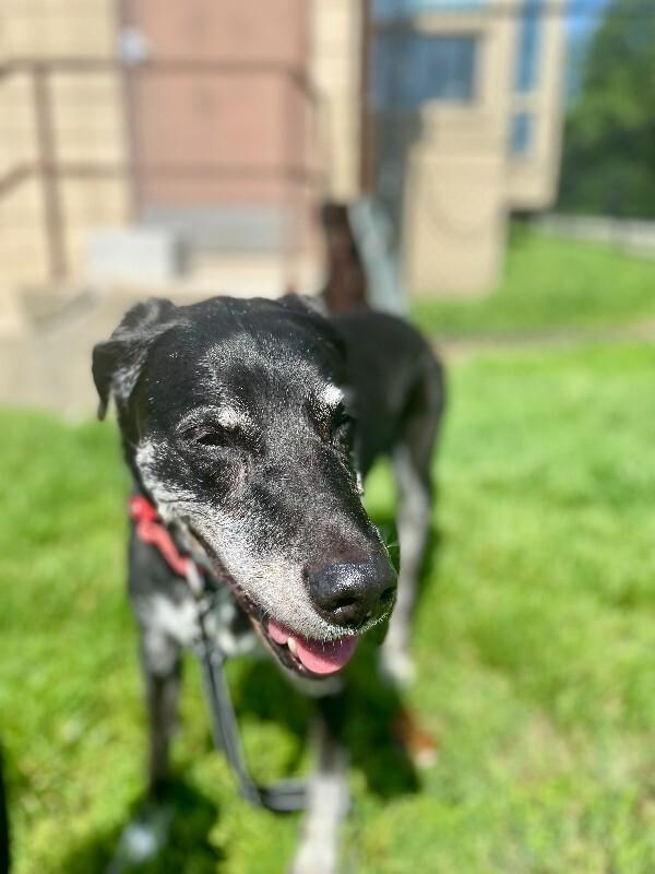Enlarge Ethel Cain, a Adoptable Mixed Breed in Cincinnati, OH image 2/6