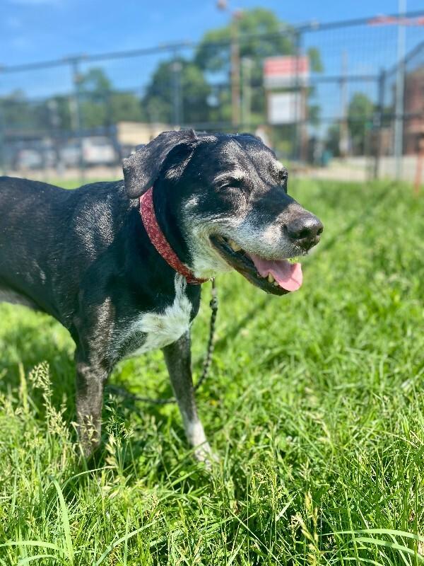 Enlarge Ethel Cain, a Adoptable Mixed Breed in Cincinnati, OH image 3/6