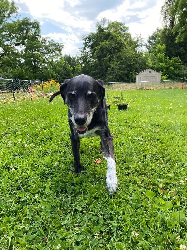 Enlarge Ethel Cain, a Adoptable Mixed Breed in Cincinnati, OH image 5/6