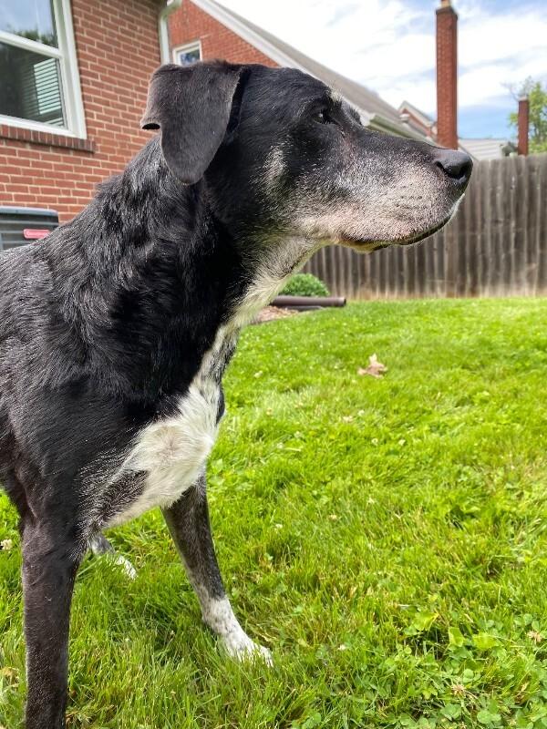 Enlarge Ethel Cain, a Adoptable Mixed Breed in Cincinnati, OH image 6/6