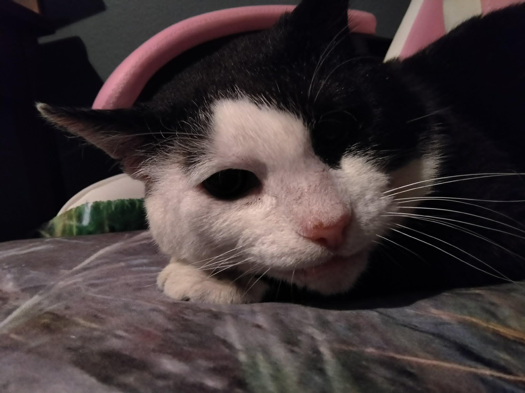 Enlarge Phantom, a ADOPTABLE Domestic Short Hair in Overland Park, KS image 5/6