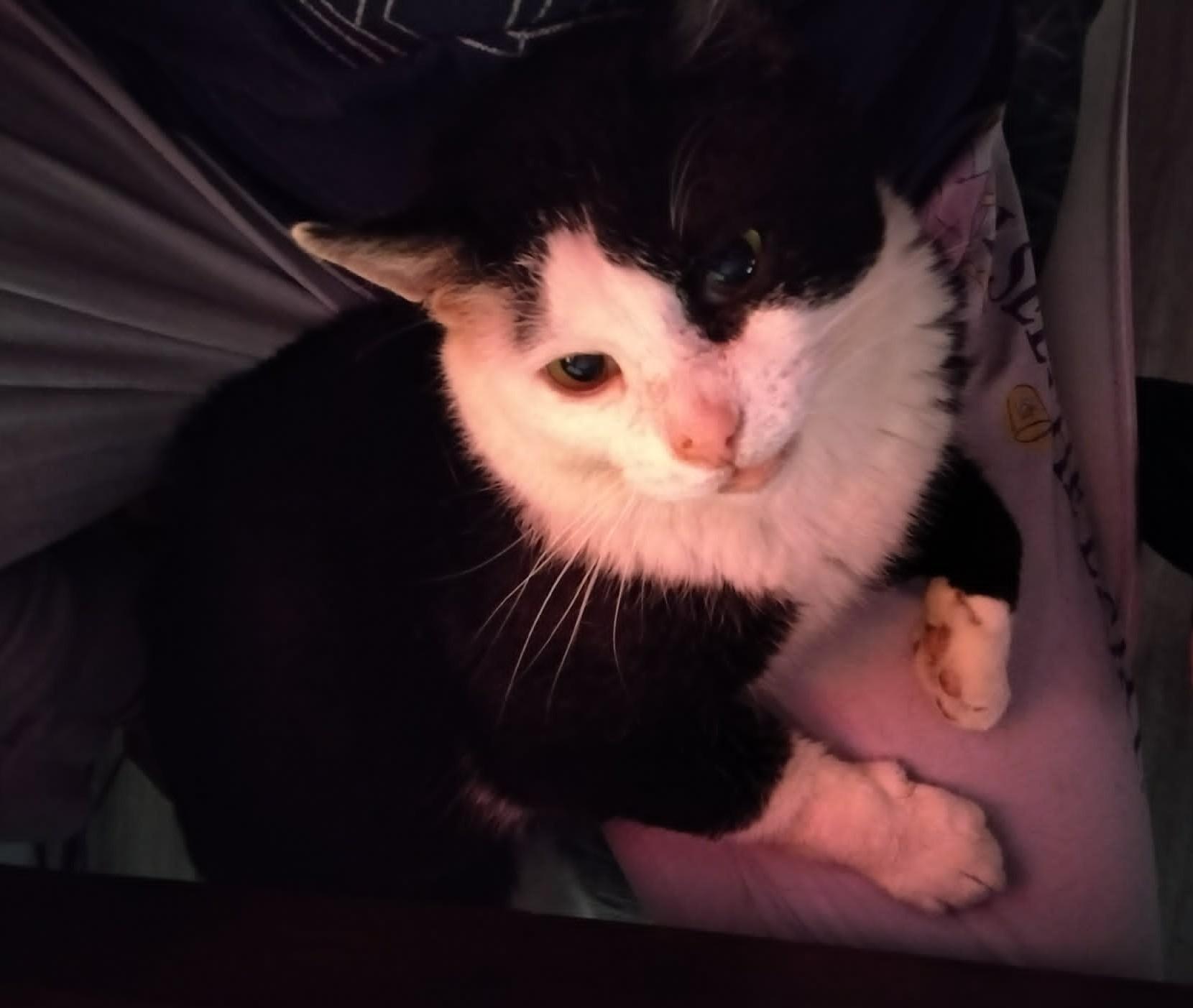 Enlarge Phantom, a ADOPTABLE Domestic Short Hair in Overland Park, KS image 3/6
