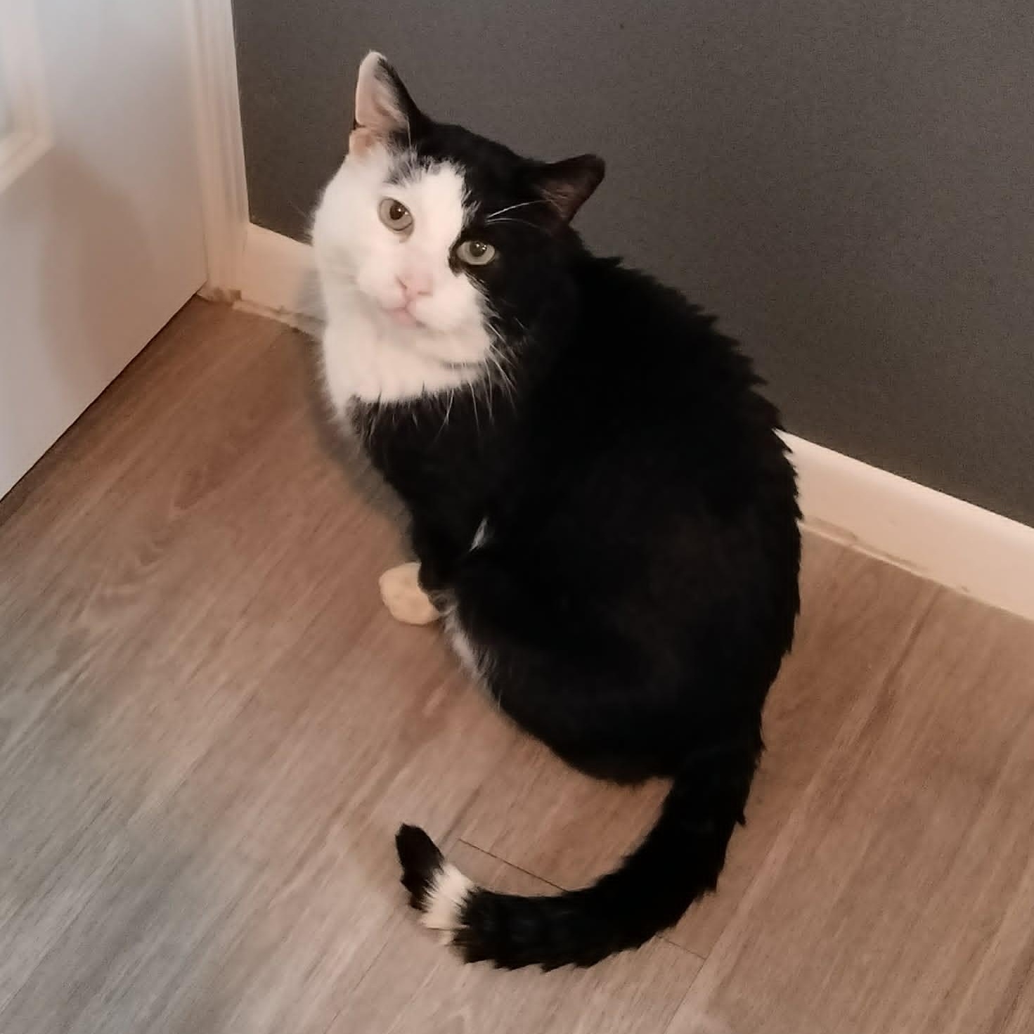 Phantom, ADOPTABLE, Adult Male Domestic Short Hair.