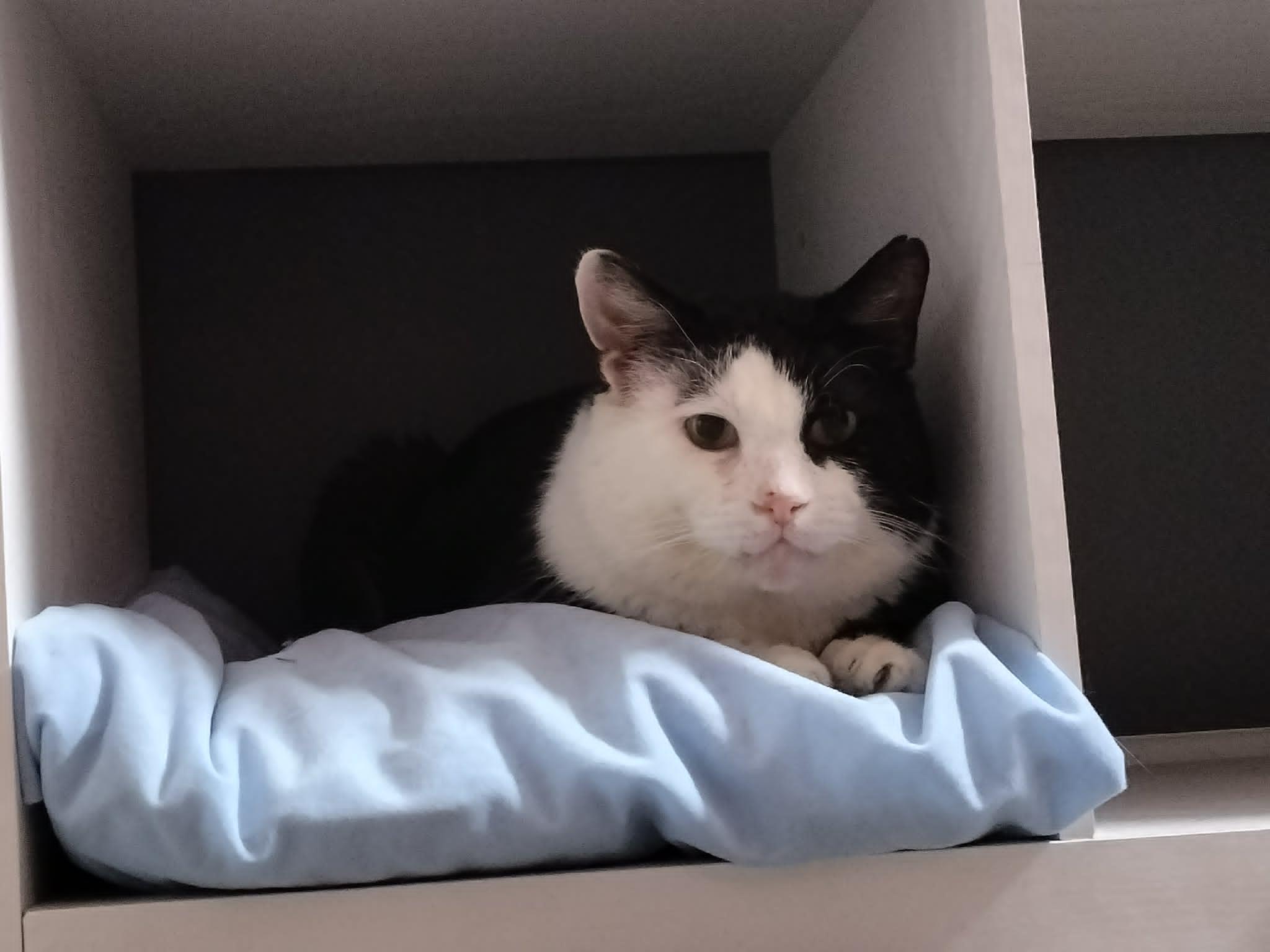 Enlarge Phantom, a ADOPTABLE Domestic Short Hair in Overland Park, KS image 2/6