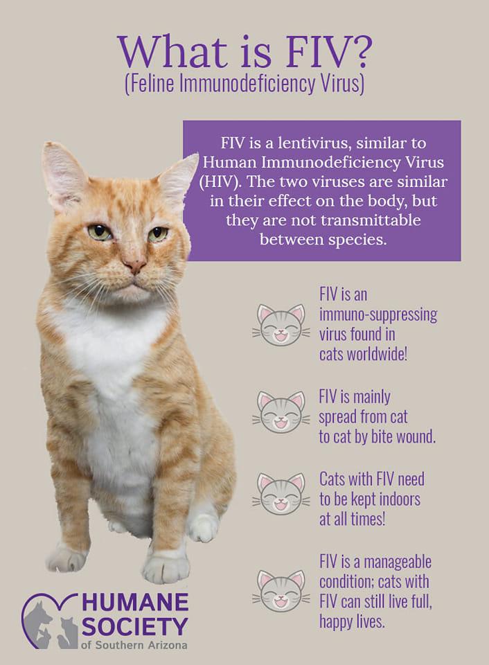 Enlarge Phantom, a ADOPTABLE Domestic Short Hair in Overland Park, KS image 6/6