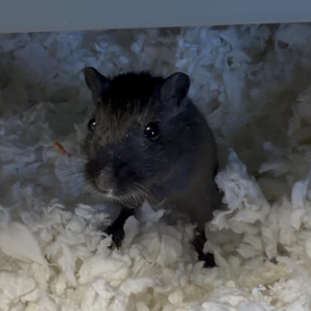 Enlarge Gary, a other Gerbil in Buena Vista, CO image 4/6