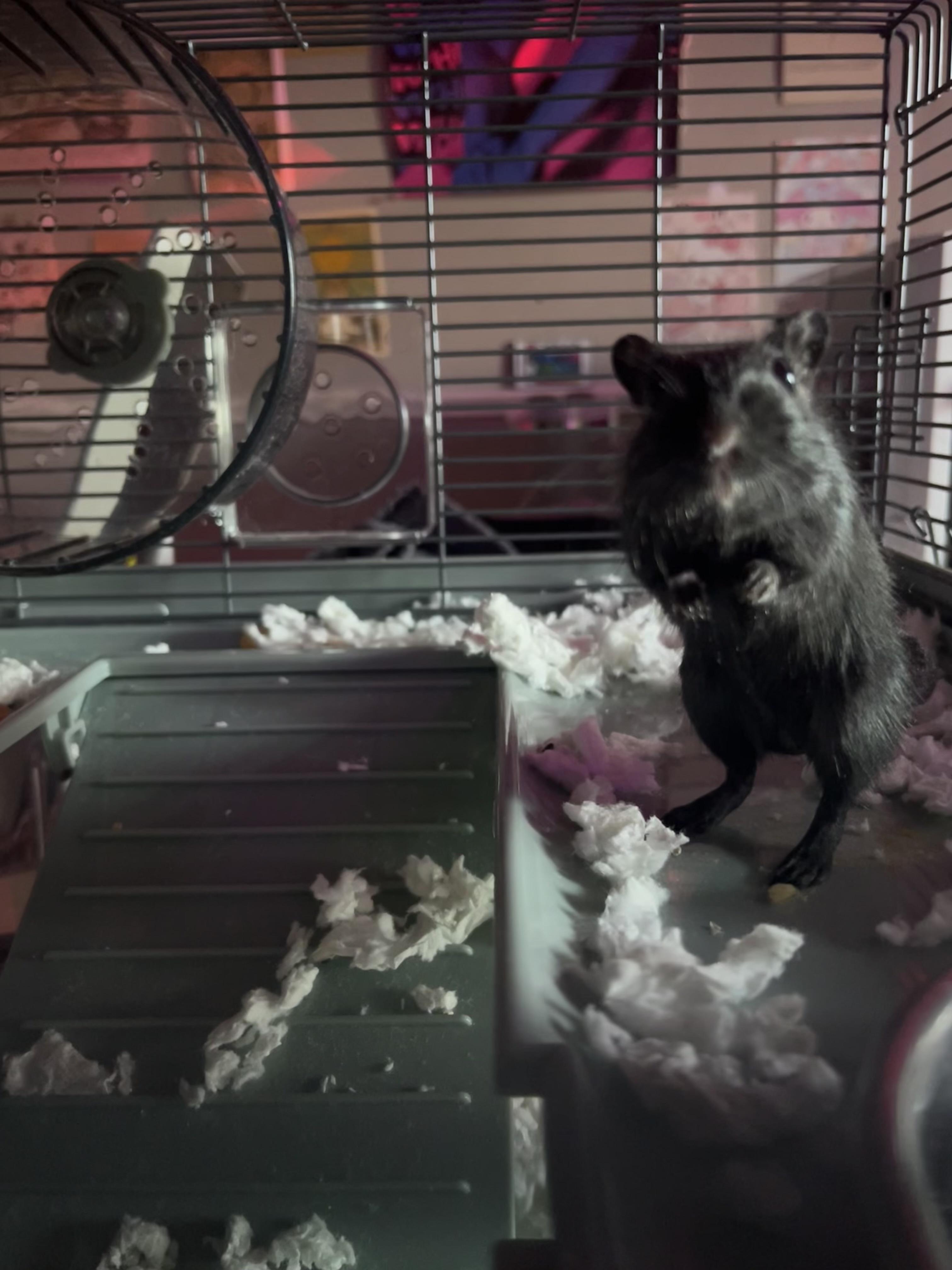 Enlarge Gary, a other Gerbil in Buena Vista, CO image 3/6