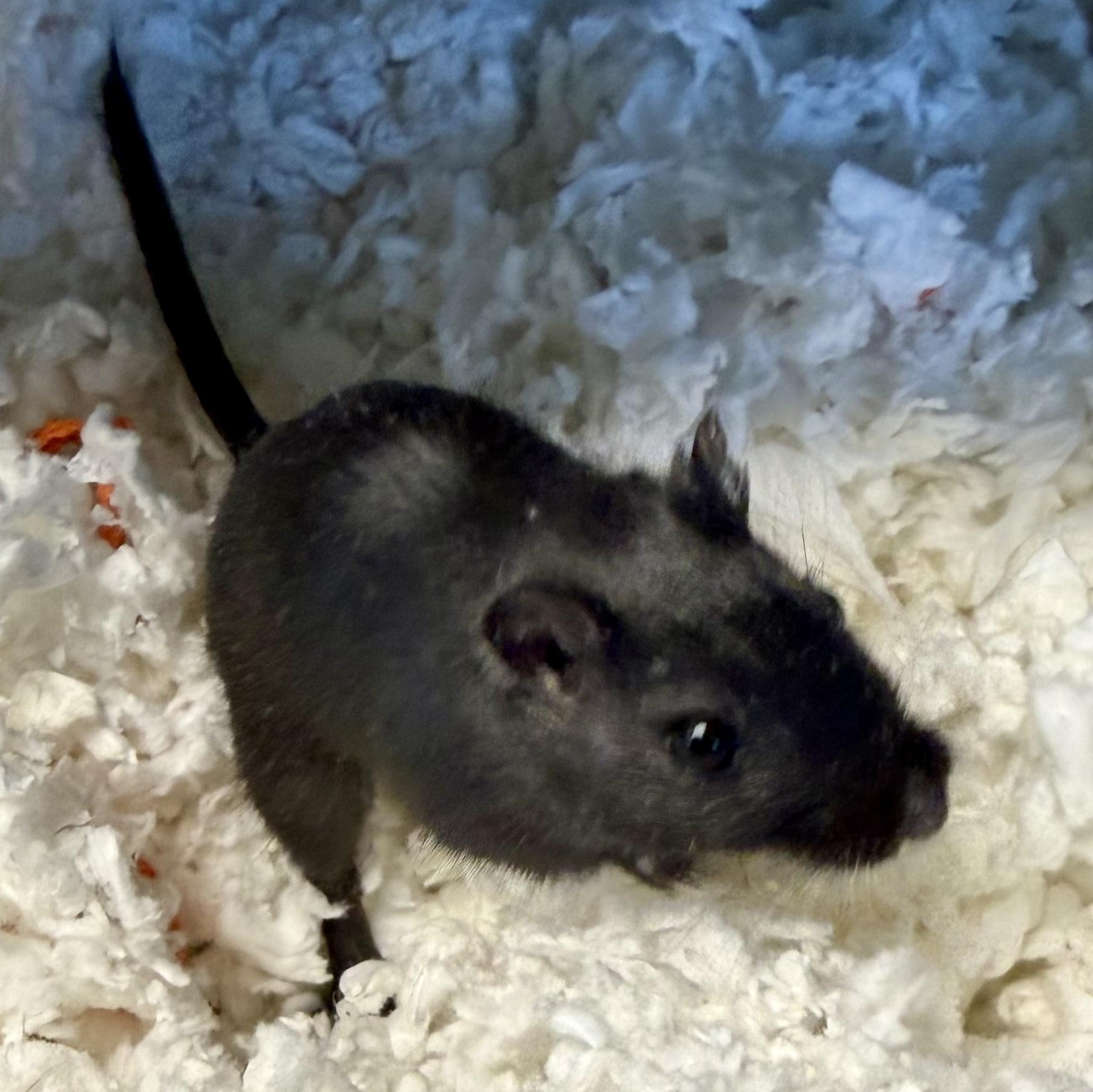 Enlarge Gary, a other Gerbil in Buena Vista, CO image 2/6