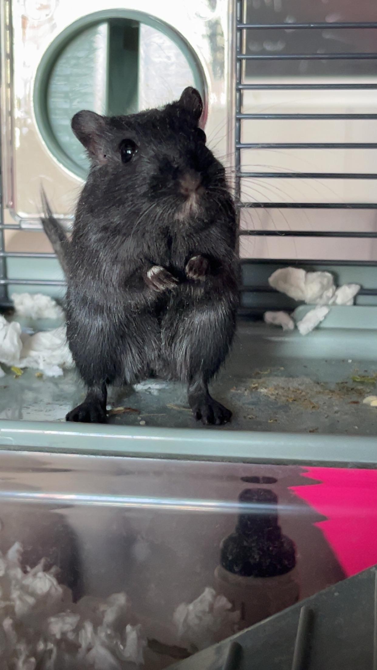 Enlarge Gary, a other Gerbil in Buena Vista, CO image 1/6