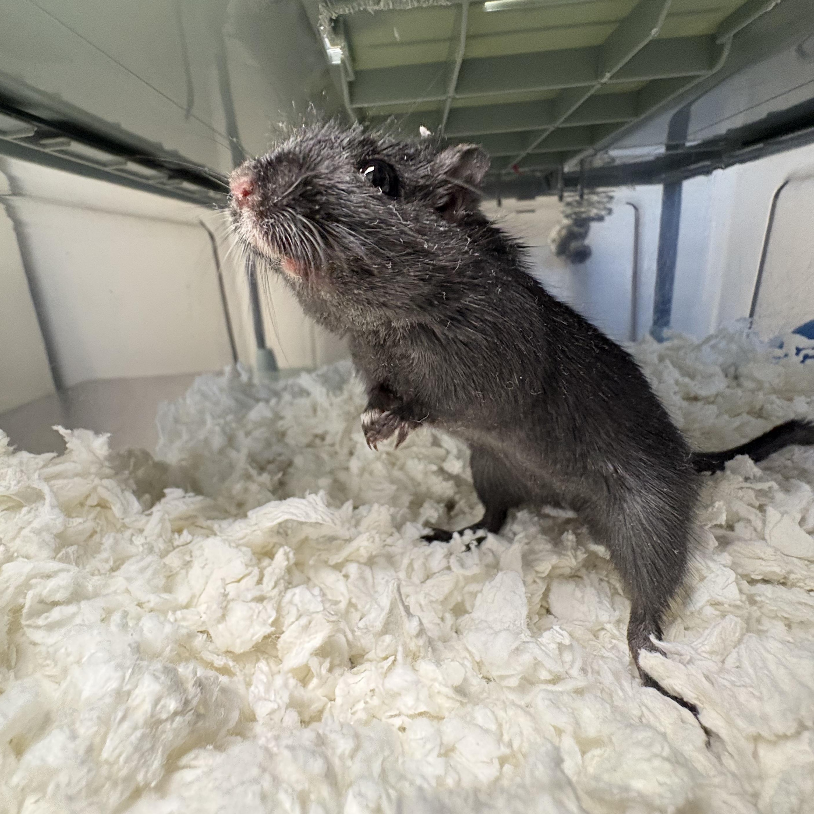 Enlarge Gary, a other Gerbil in Buena Vista, CO image 5/6