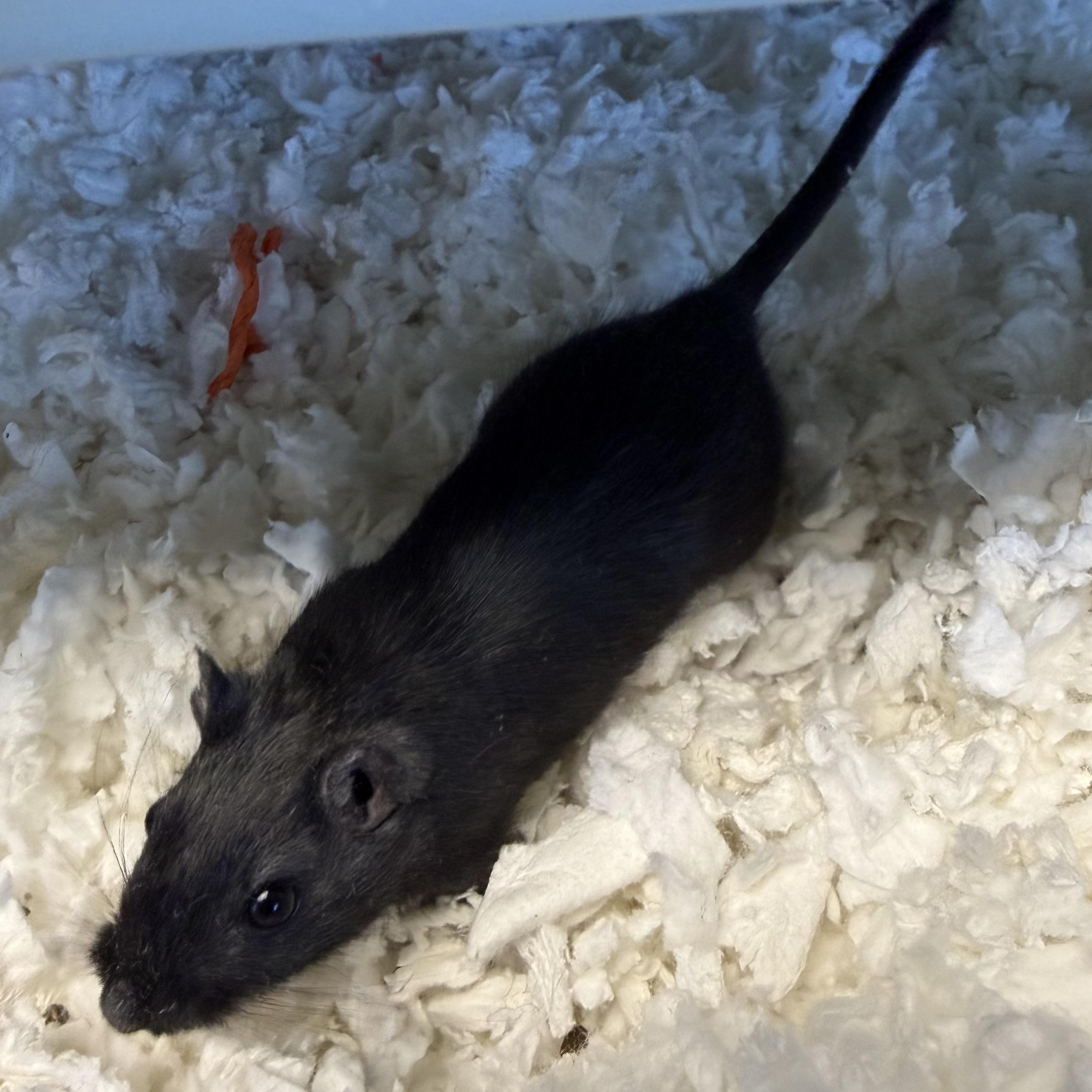 Enlarge Gary, a other Gerbil in Buena Vista, CO image 6/6