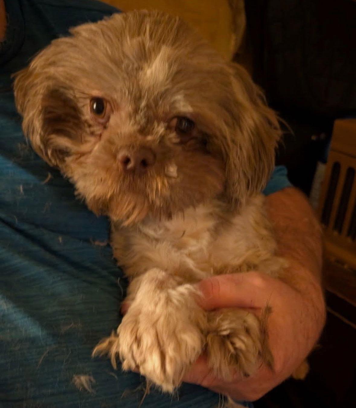 Enlarge Bear - ADOPTION IN PROCESS, a Adoptable Shih Tzu in Grafton, WI image 1/2