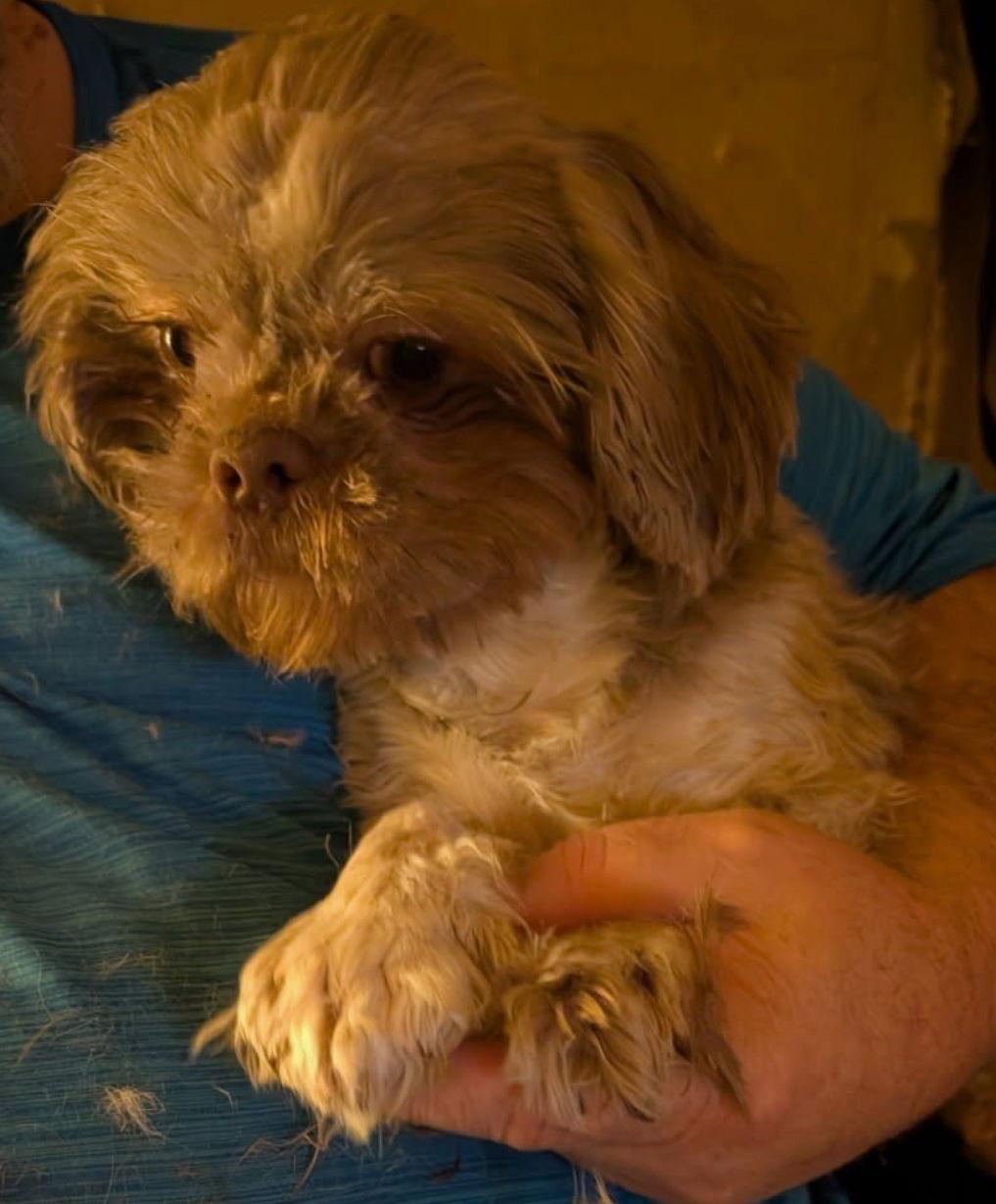 Enlarge Bear - ADOPTION IN PROCESS, a Adoptable Shih Tzu in Grafton, WI image 2/2