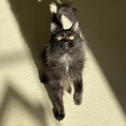 Samantha, adopted, Young Female Domestic Long Hair.