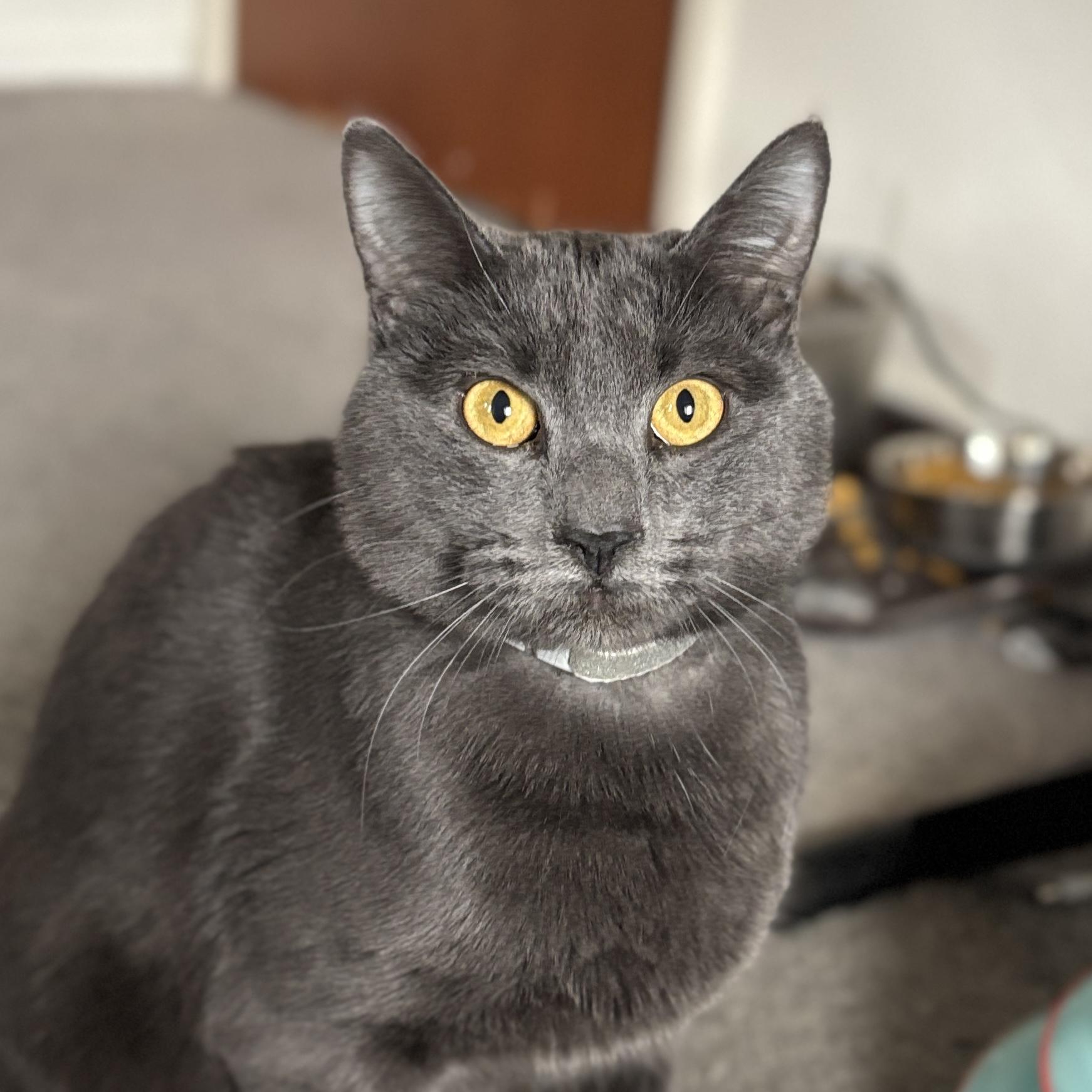 Parker, ADOPTABLE, Young Male Domestic Short Hair.