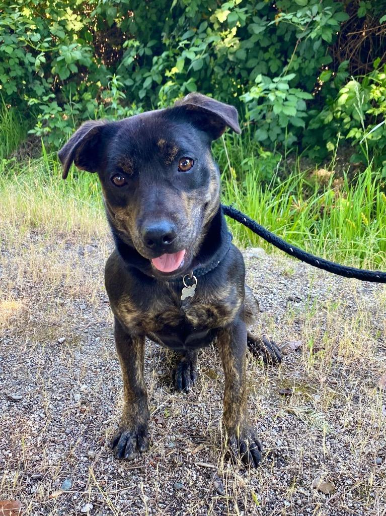 Munchkin, Adoptable, Young Male Labrador Retriever.