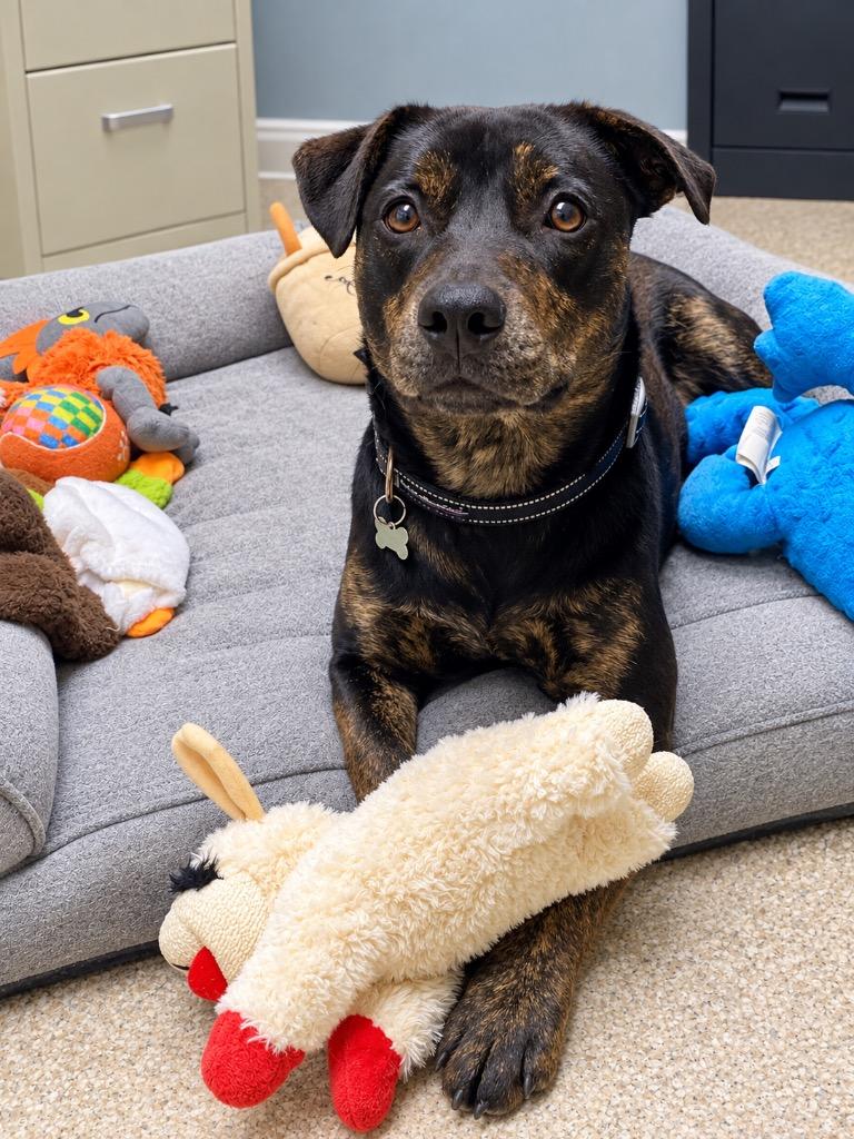 Munchkin, Adoptable, Young Male Labrador Retriever.