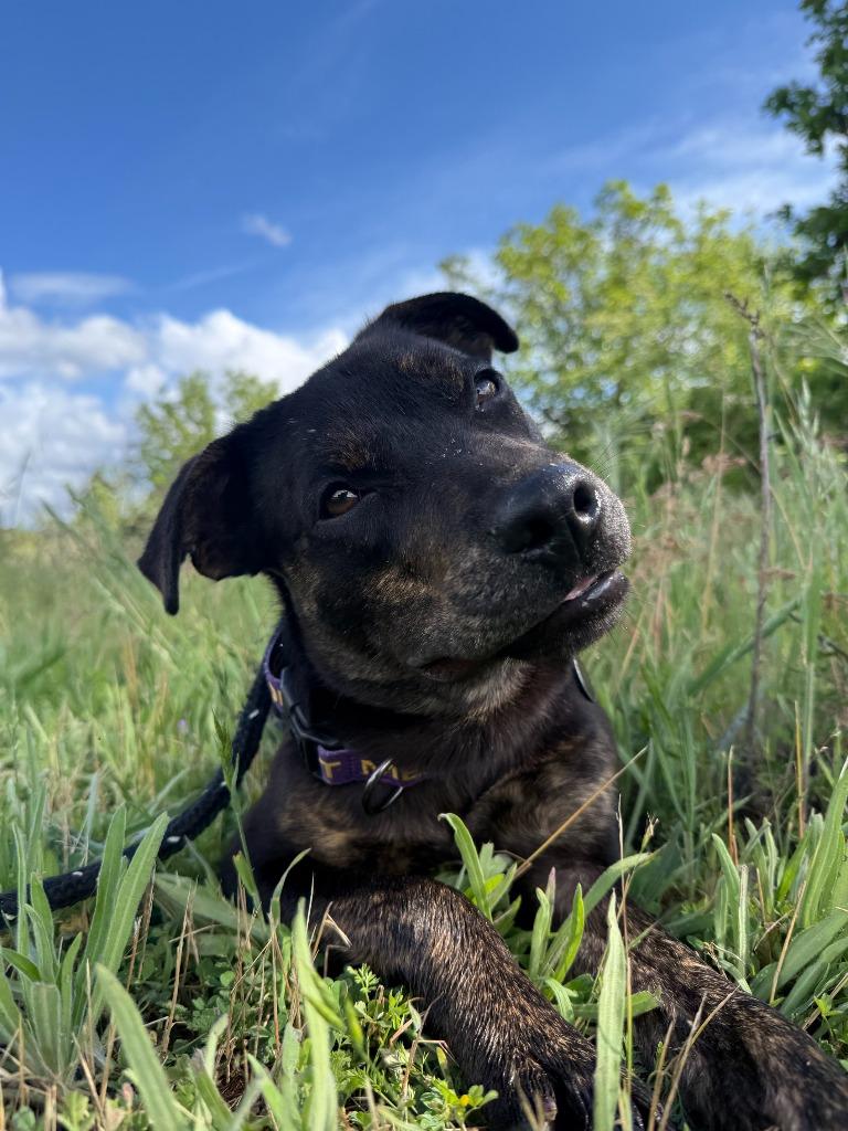 Enlarge Munchkin, a Adoptable Labrador Retriever in Grants Pass, OR image 1/6