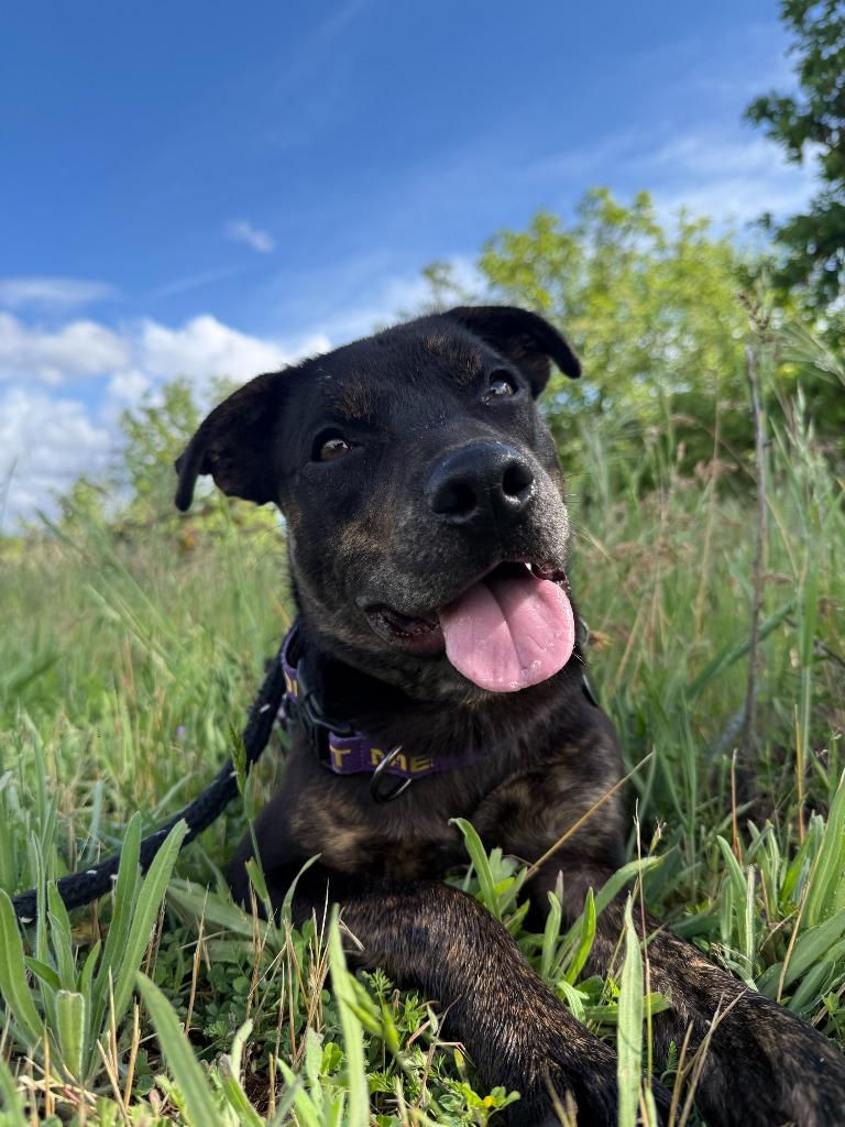 Enlarge Munchkin, a Adoptable Labrador Retriever in Grants Pass, OR image 2/6