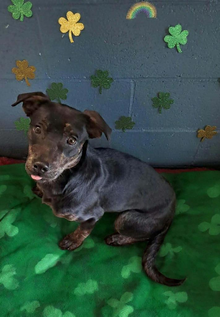 Munchkin, Adoptable, Puppy Male Labrador Retriever.