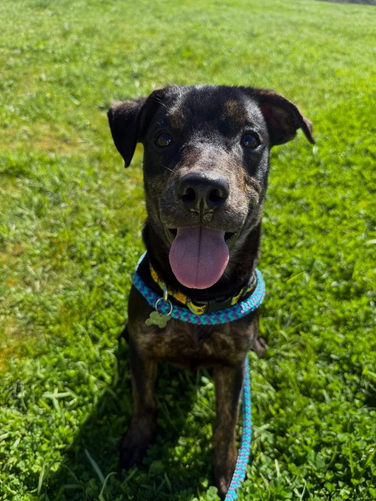 Enlarge Munchkin, a Adoptable Labrador Retriever in Grants Pass, OR image 2/3