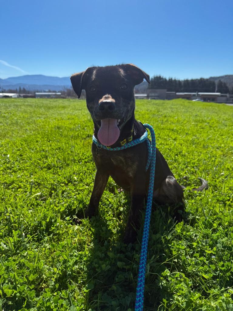 Enlarge Munchkin, a Adoptable Labrador Retriever in Grants Pass, OR image 3/3