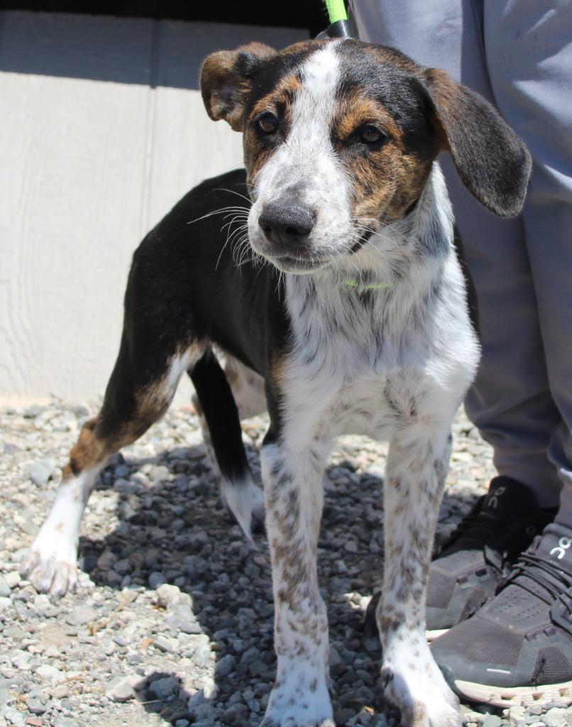 Henley, Adoptable, Puppy Male Cattle Dog & Mixed Breed.