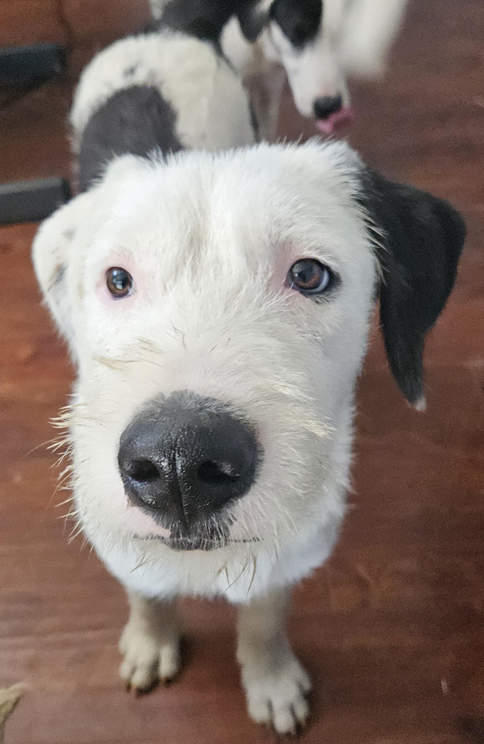 Ronald, an adoptable Old English Sheepdog & Terrier Mix in Woodland, CA_image-1