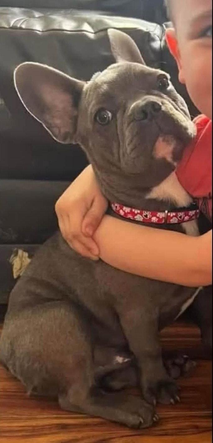 Hulk, Adopted, Adult Male French Bulldog.