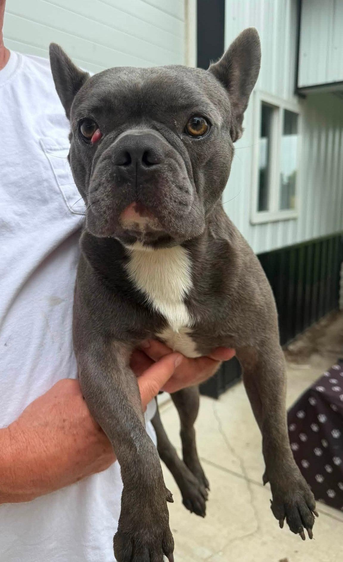 Enlarge Hulk, a Adopted French Bulldog in Ashville, OH image 2/3