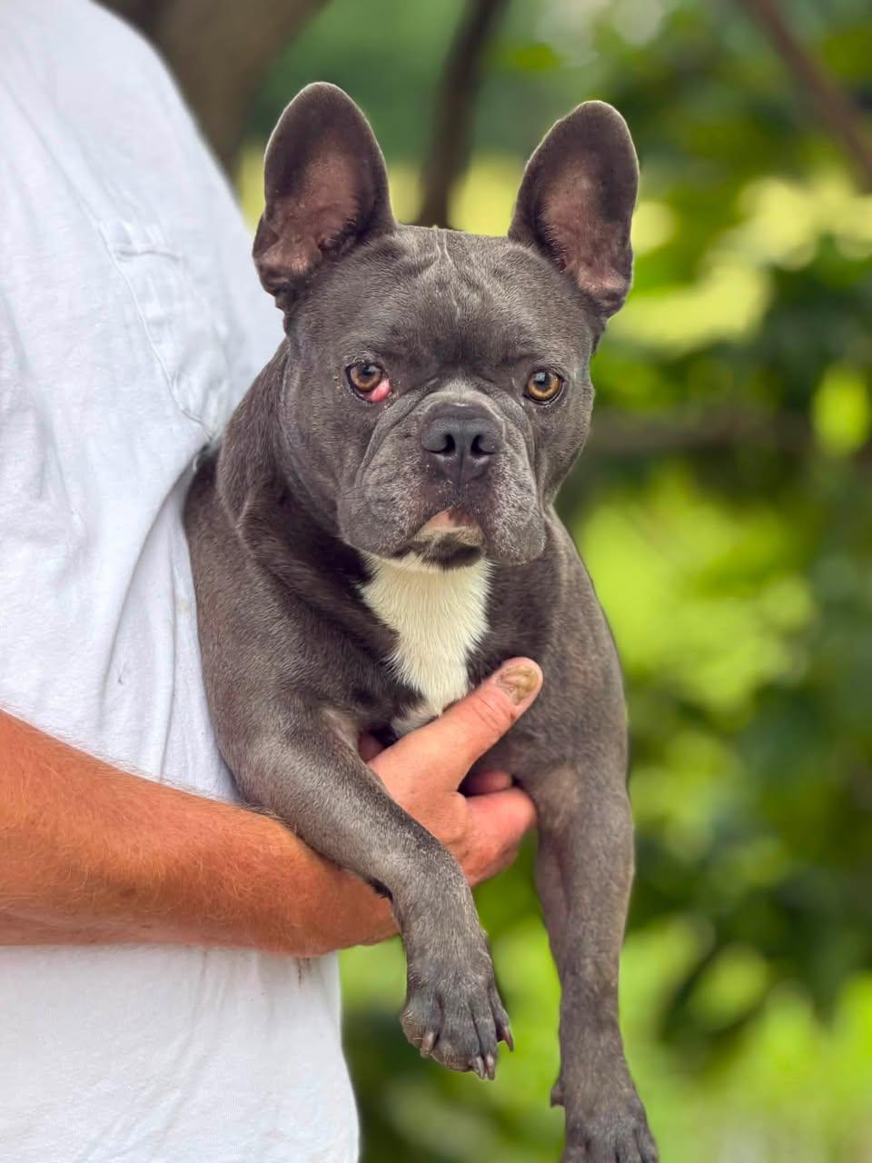 Enlarge Hulk, a Adopted French Bulldog in Ashville, OH image 3/3