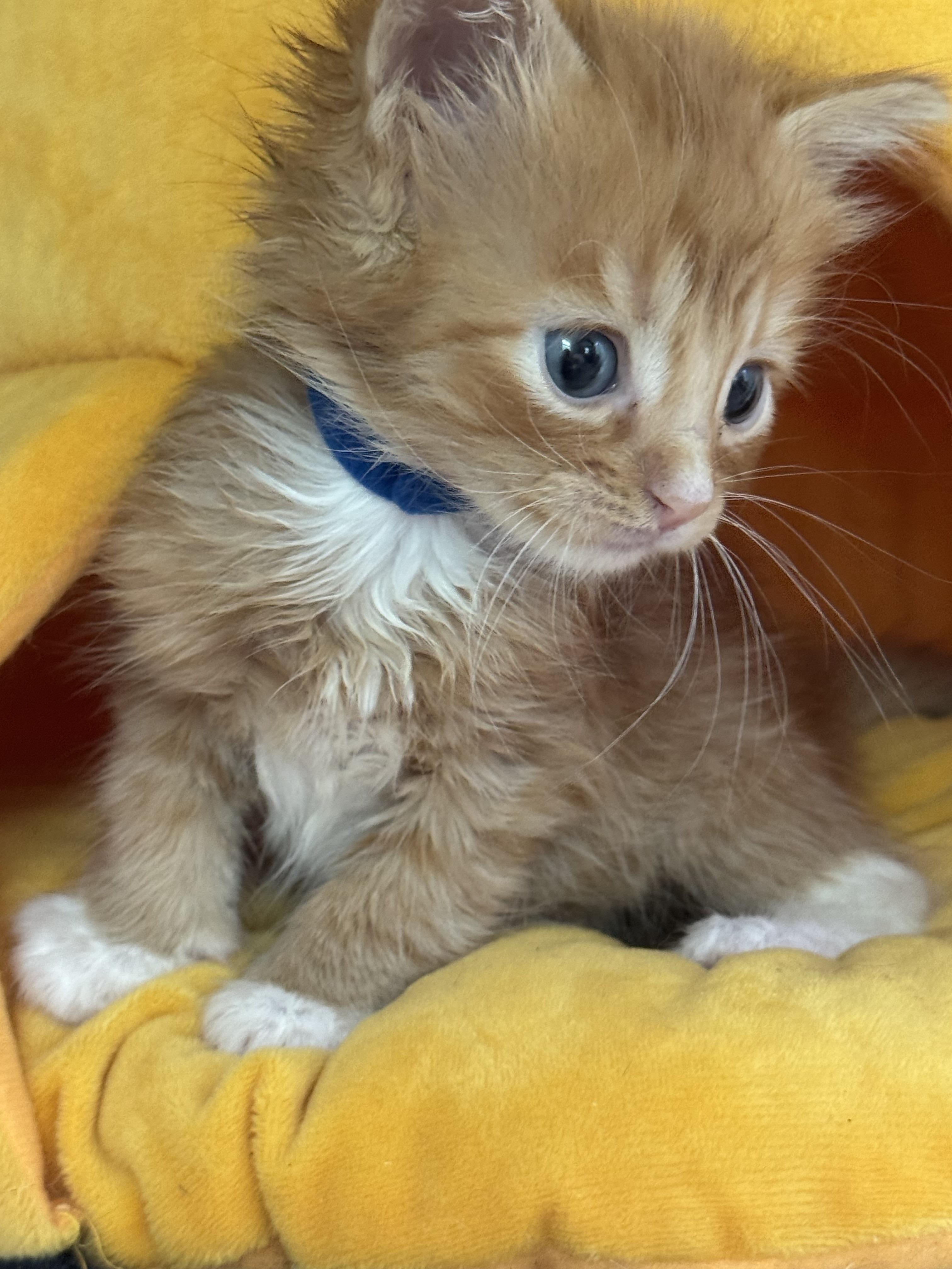 Matisse, a Adoptable Domestic Short Hair in Houston, TX image 1/2