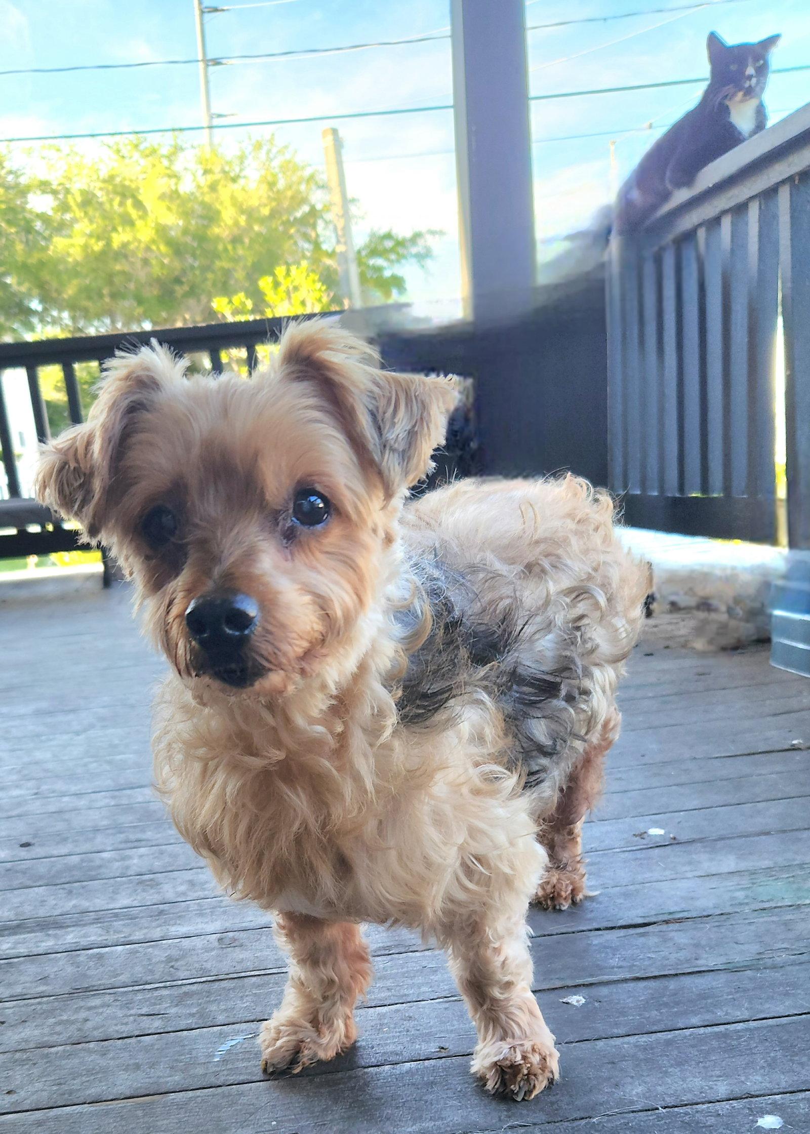 Louie - M, Adoptable, Senior Male Yorkshire Terrier & Maltese.