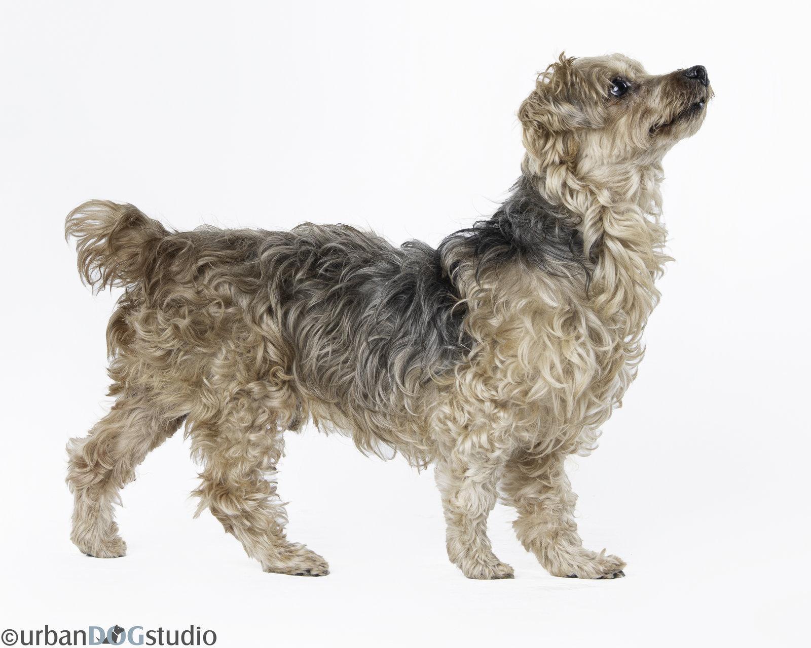 Louie - M, Adoptable, Senior Male Yorkshire Terrier & Maltese.
