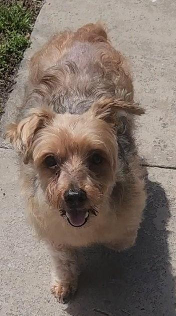 Louie - M, a Adoptable mixed breed in Tampa, FL image 2/3