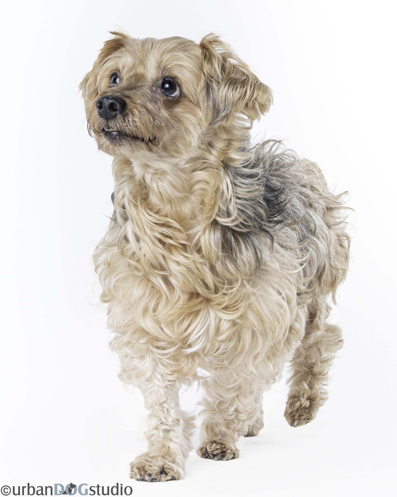 Louie - M, a Adoptable mixed breed in Tampa, FL image 2/3