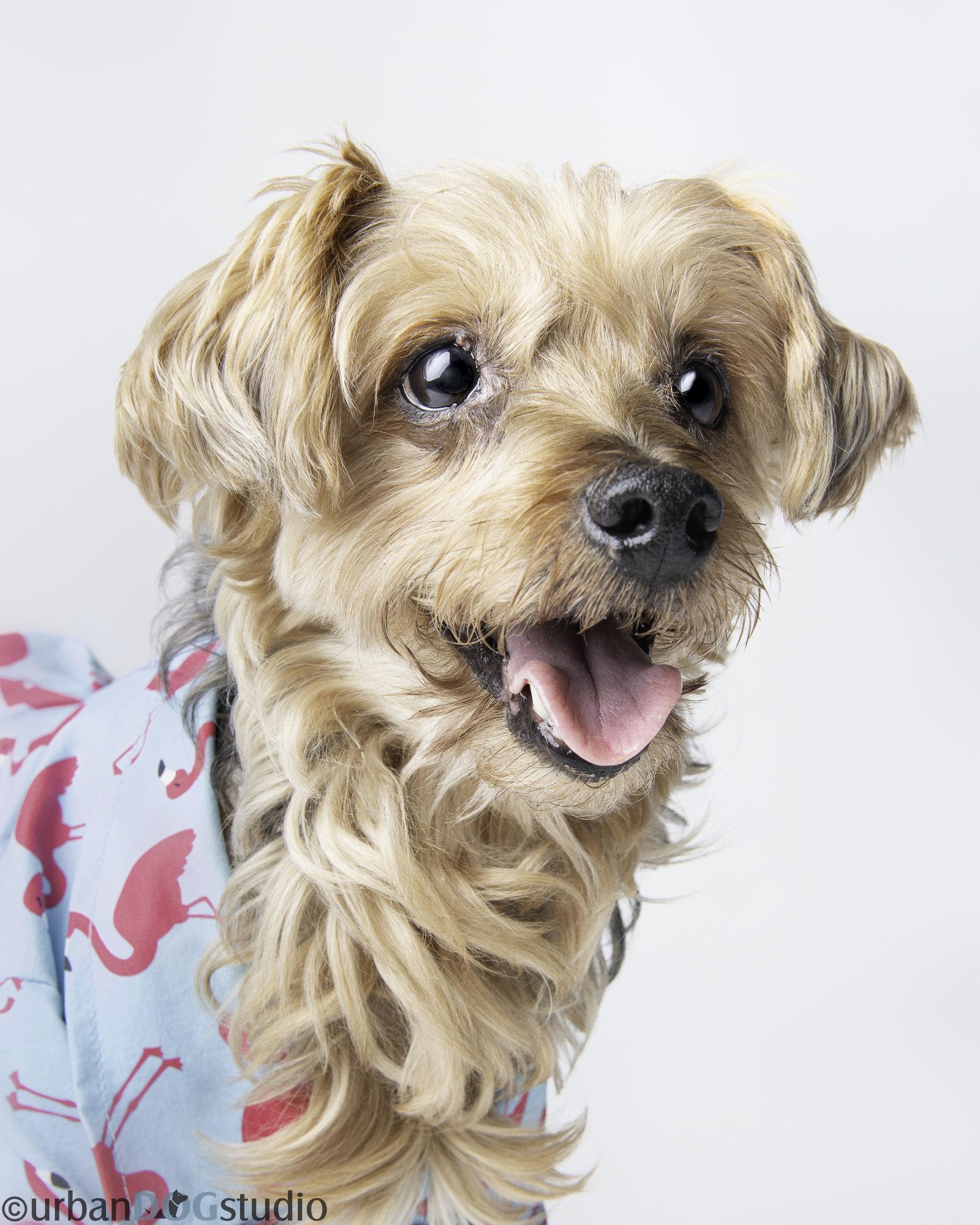 Louie - M, a Adoptable mixed breed in Tampa, FL image 3/3