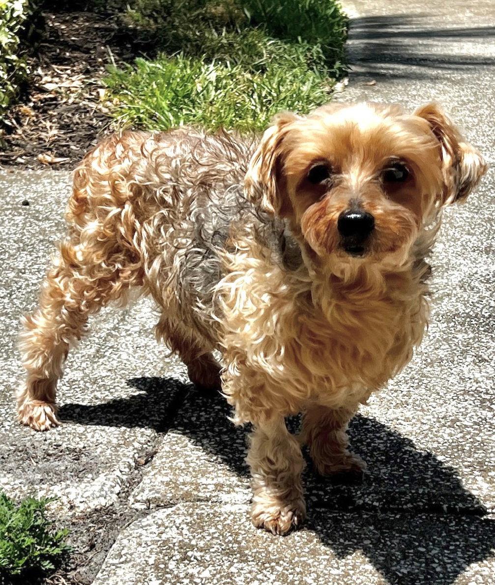 Louie - M, a Adoptable mixed breed in Tampa, FL image 3/3