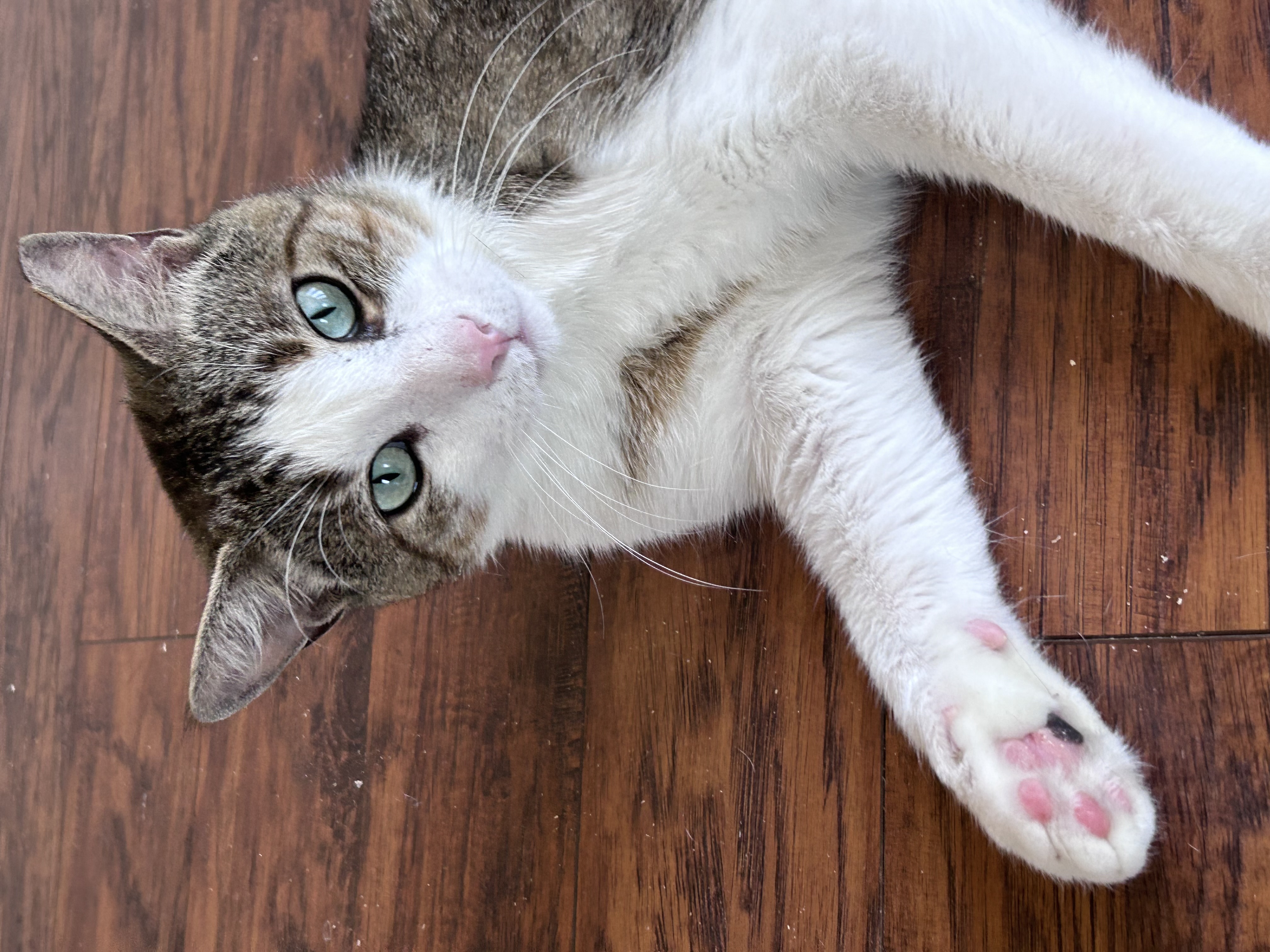 Patrick, a Adopted Domestic Short Hair in Sayville, NY image 1/5