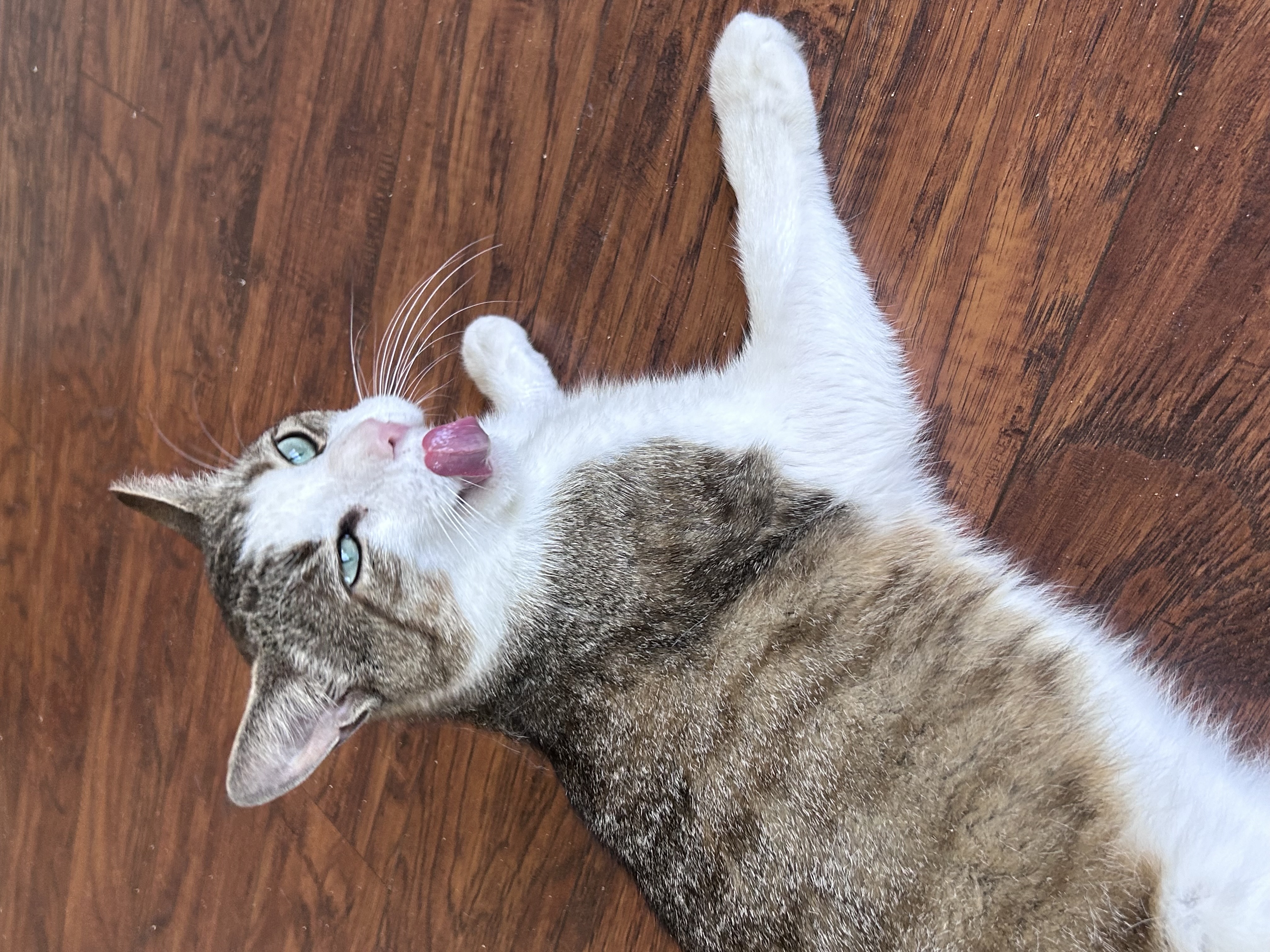 Patrick, a Adopted Domestic Short Hair in Sayville, NY image 2/5