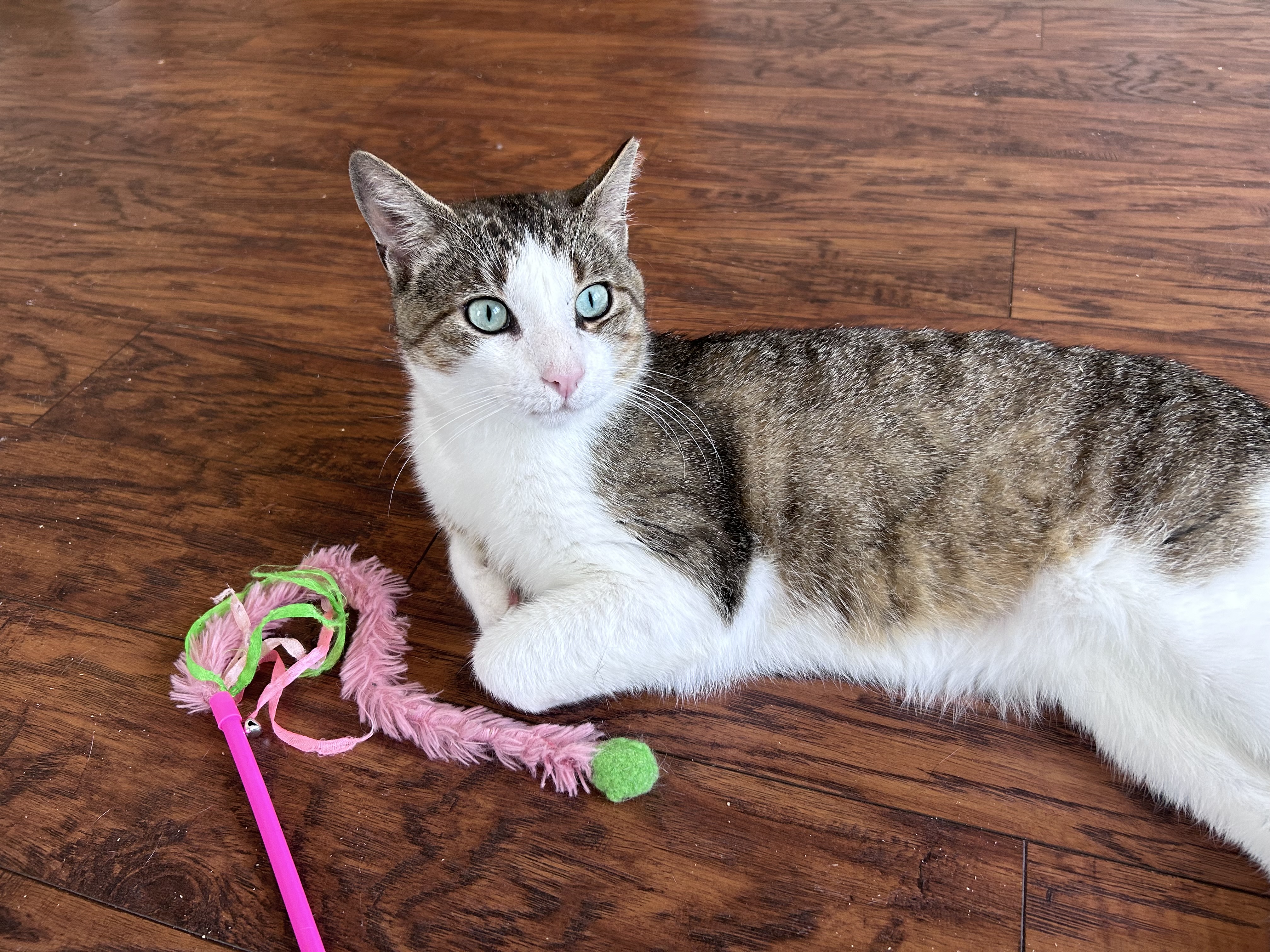 Patrick, a Adopted Domestic Short Hair in Sayville, NY image 3/5