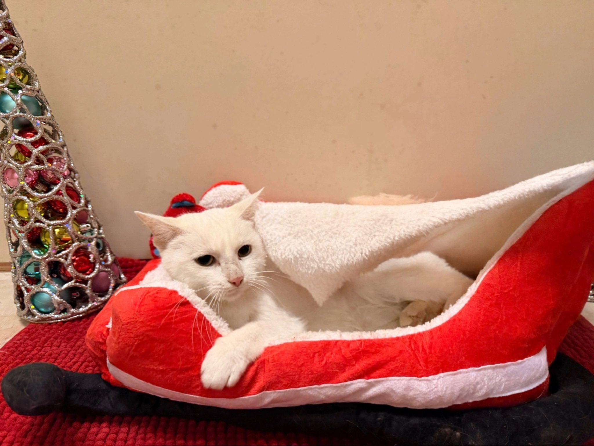 Enlarge Iris, a Adoptable mixed breed in Terre Haute, IN image 1/1