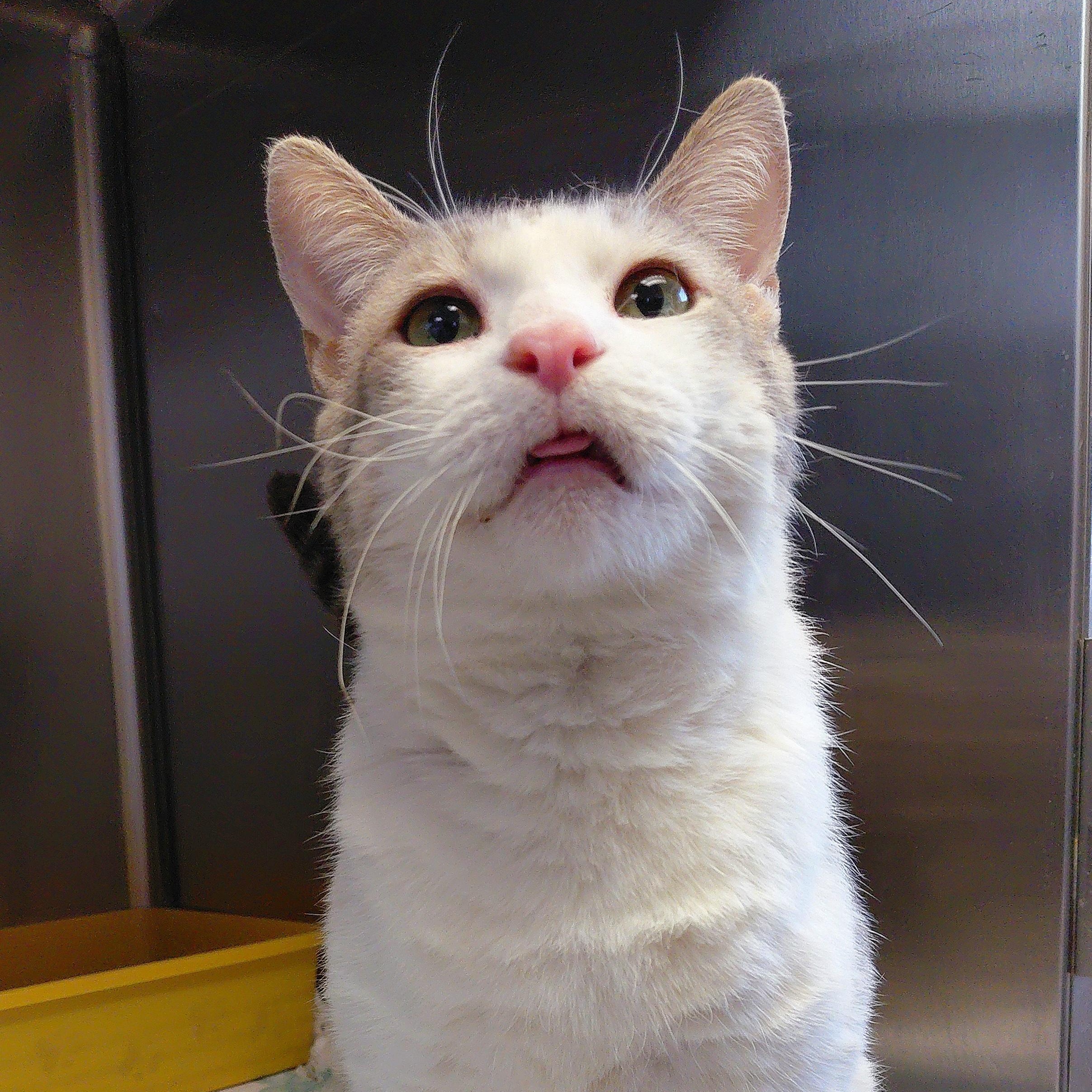 Enlarge Hugh, a ADOPTABLE Domestic Short Hair in Stanley, VA image 1/3