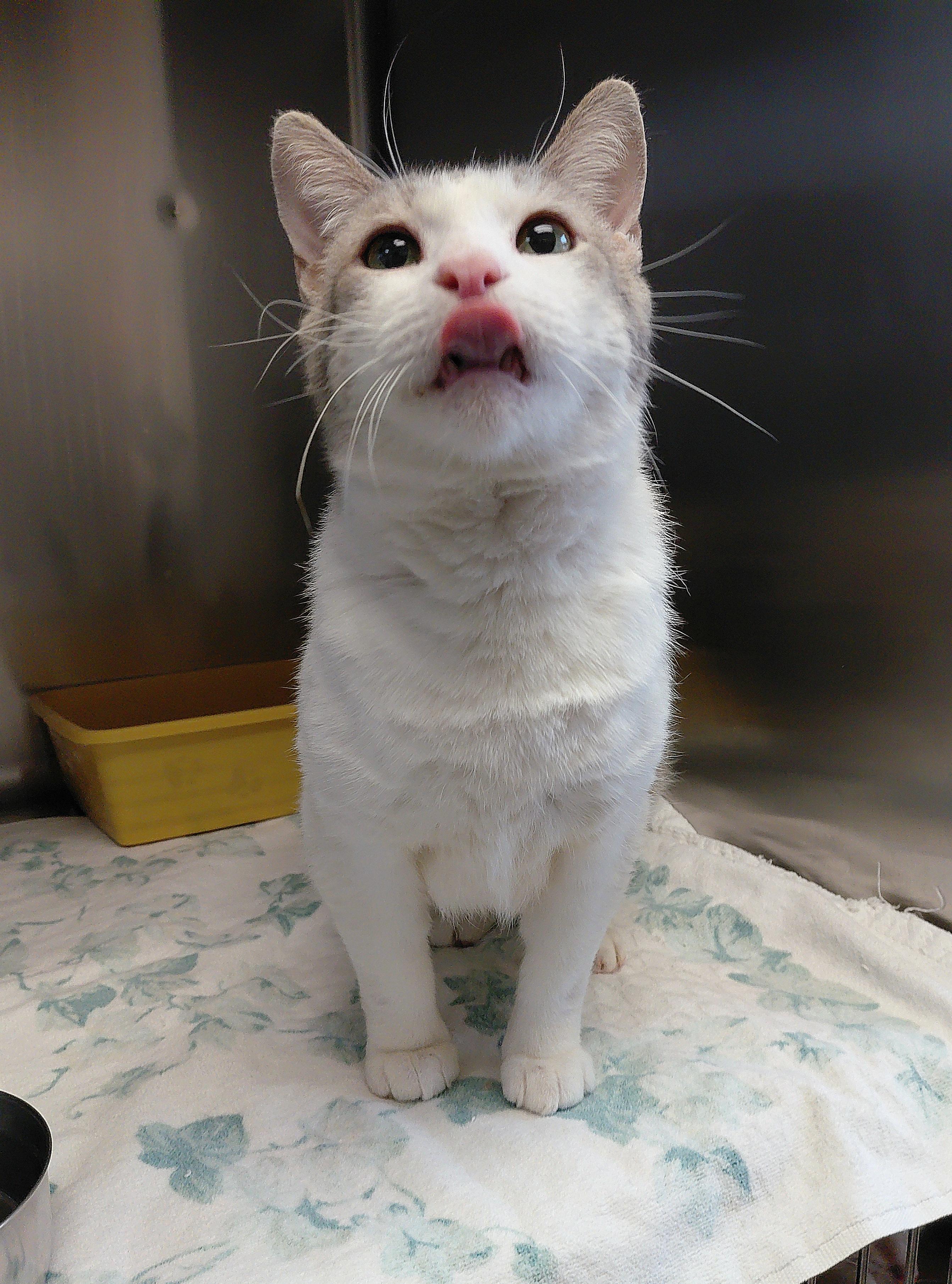 Enlarge Hugh, a ADOPTABLE Domestic Short Hair in Stanley, VA image 2/3